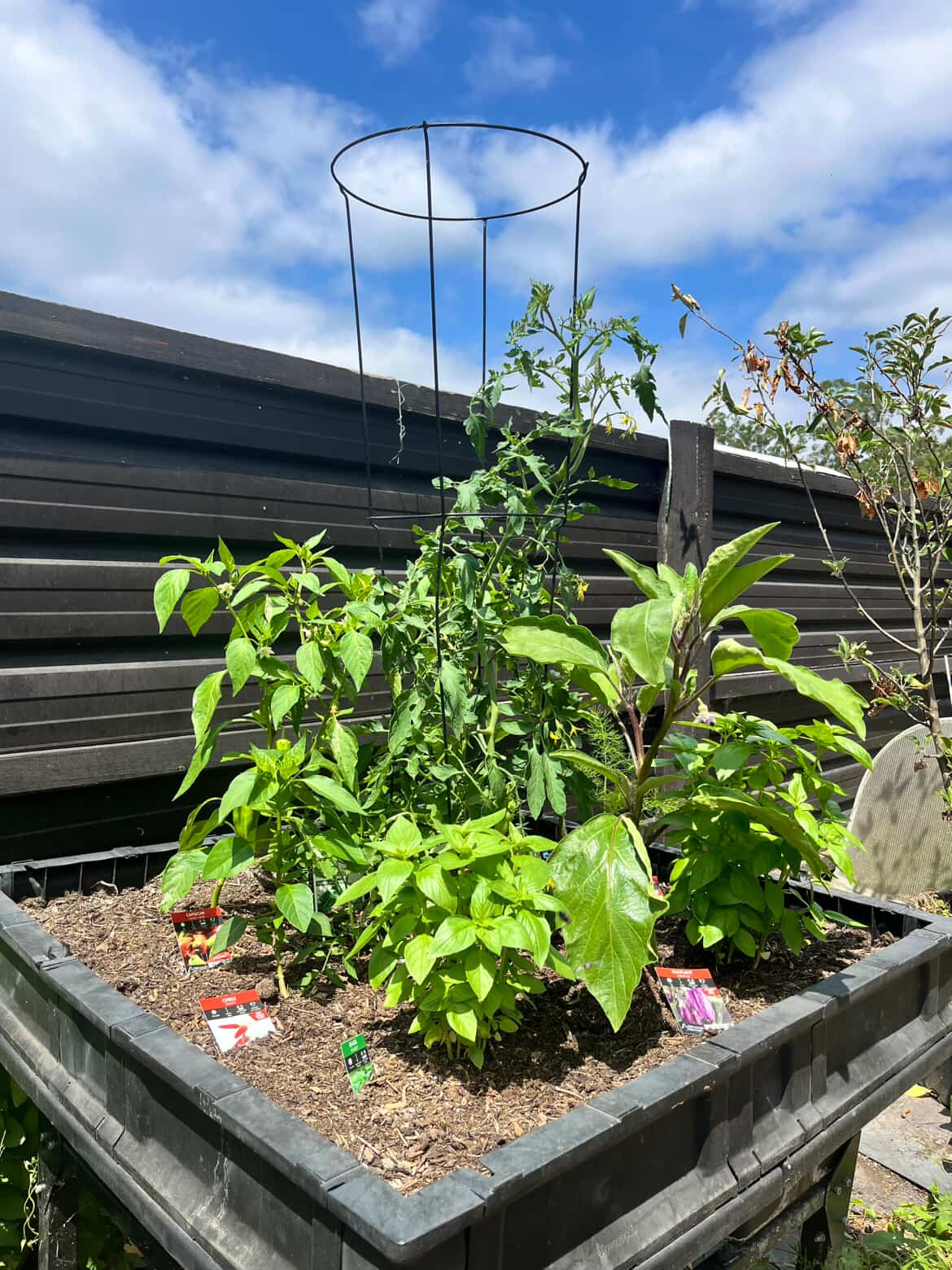 The same garden bed seven days after feeding with CompleteGrow NPK 20-20-20