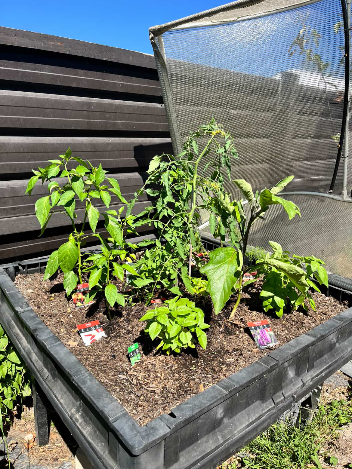 Garden bed before feeding with CompleteGrow NPK 20-20-20