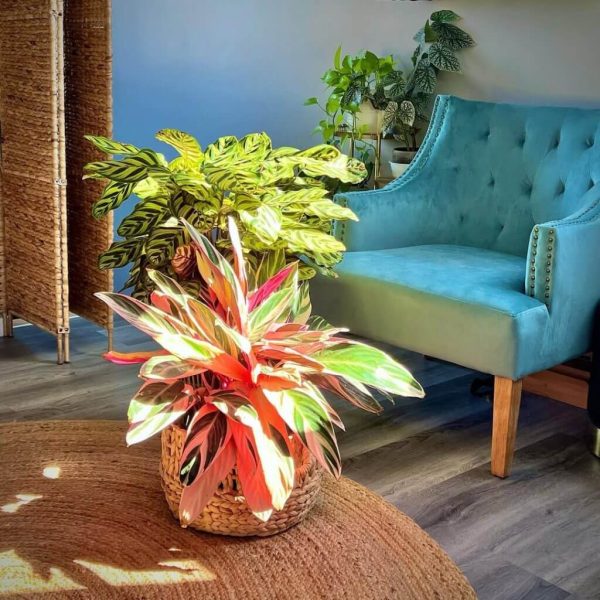 Colorful indoor plants cared for with CompleteGrow